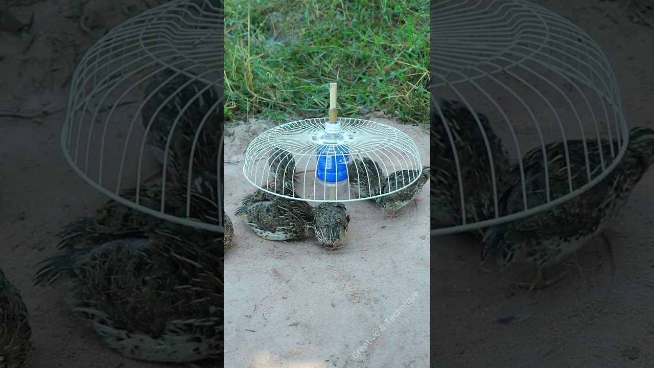 Creative Bird Trap Technique - Quail Trap 