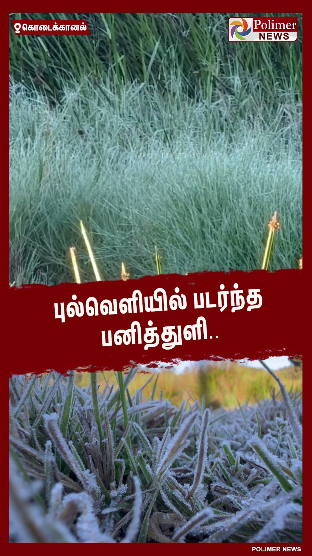 புல்வெளியில் படர்ந்த பனித்துளி.. #shorts | #snowfall