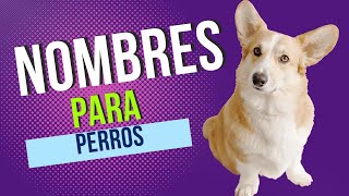 “Los Mejores Nombres para Tu Compañero Peludo” 🐶🐶