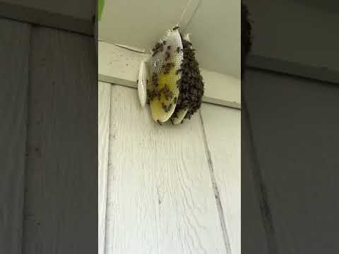 Keith’s Bee Service video still — New Exposed Open-Air Hive