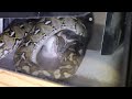 First Feeding For The Sulawesi Reticulated Python (Not For The Squeamish)