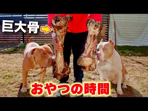 ピットブルの親子のおやつの時間！超巨大な骨をあげる時は躾もきちんと！【アメリカンピットブル】