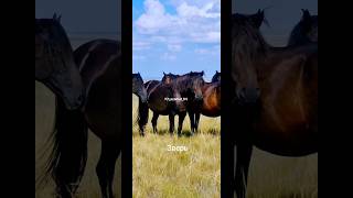 Мугалжар Жылкысы #моялошадь #equestrian #automobile #лошадки #animals #horse  #арабскиелошади