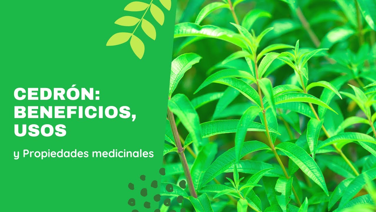 Cedrón Beneficios, Usos y Propiedades medicinales YouTube