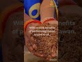 HAVAN CUPS MADE FROM GIR COW DUNG