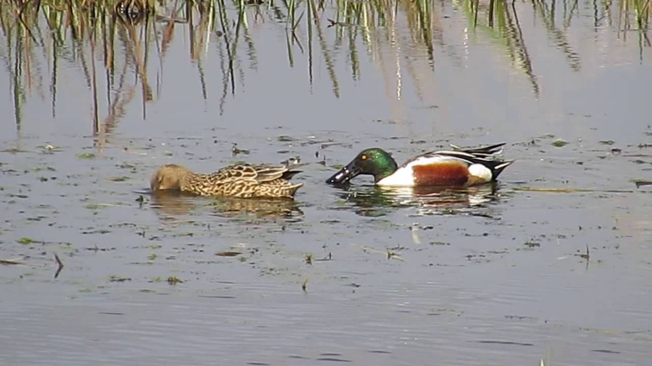 Löffelenten - Northern Shoveler - Anas clypeata 