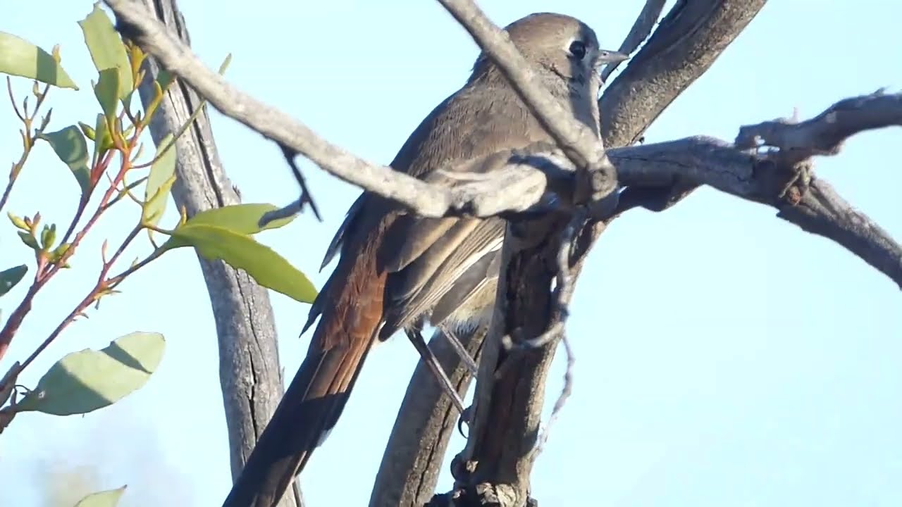 Southern Scrub-robin, Drymodes brunneopygia, Wyperfeld NP, Vic, Australia, 13 Mar 2022