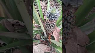 Time lapse of Pineapple growth | Benefits of pineapple #villagelife #homegarden #organicfood