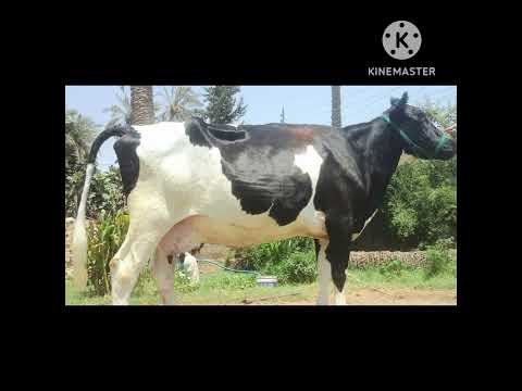 دم الحيض بعد الشياع طبيعى ام لا