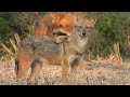 Golden Jackal of Bangladesh