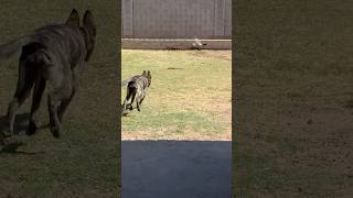 CRAZY BIRDS TAUNT MY DOGS🤣LUNA AND RUBY ON YARD WATCH #funny #funnyanimals #dog #dutchshepherd