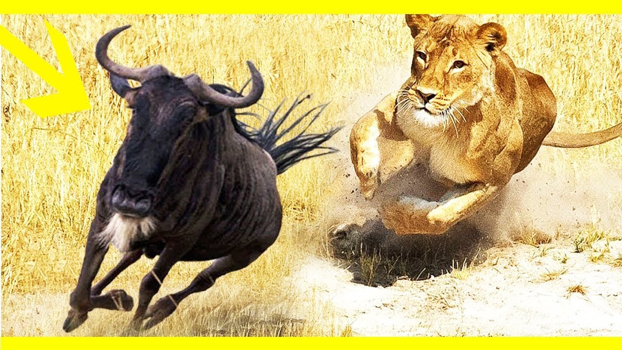 Extreme Crazy Animal Fights Caught on CameraBiggest Wild Animal Fights