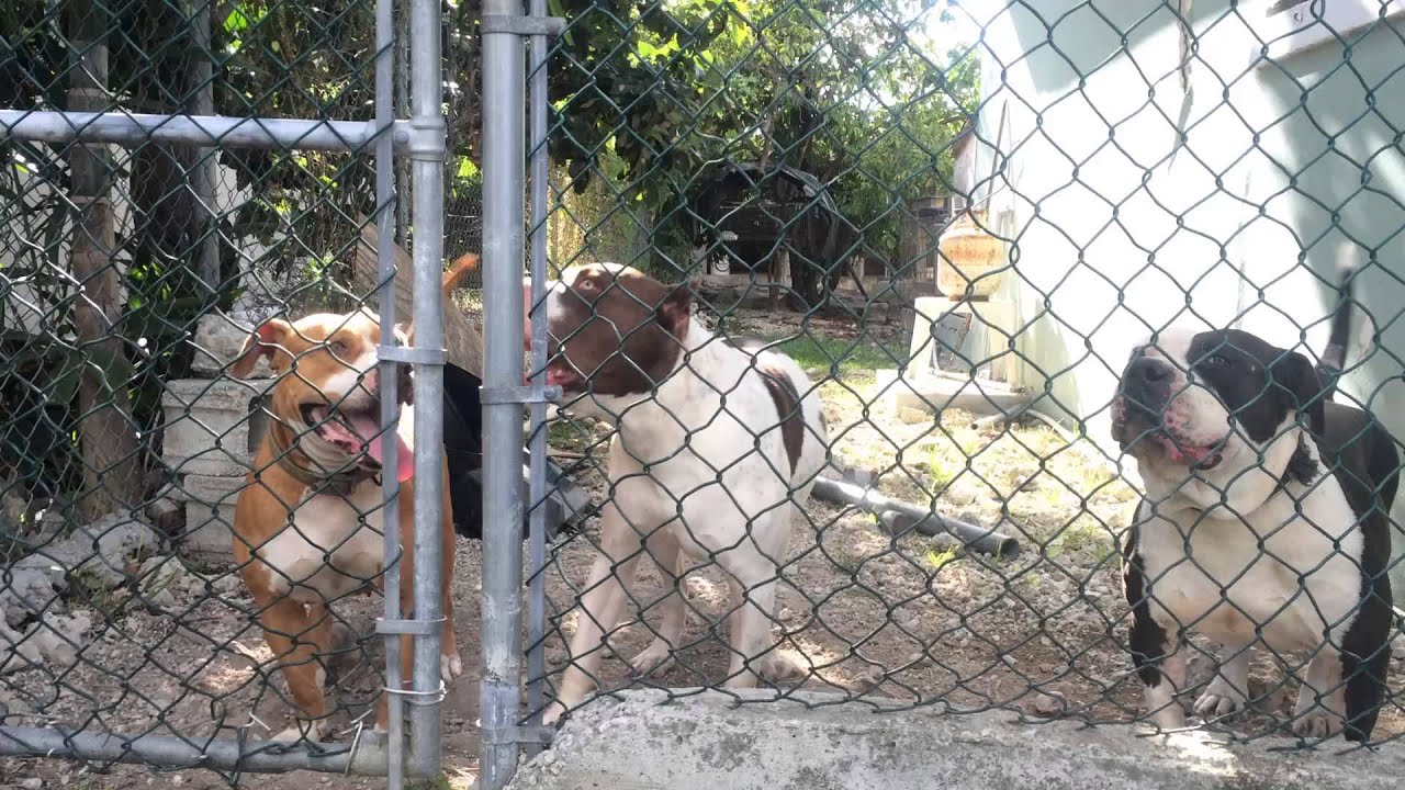 Mimside Kennels pitbulls on guard YouTube