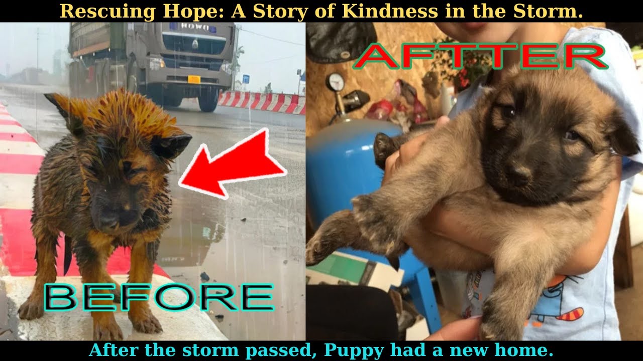 Rescuing Hope: A Story of Kindness in a Storm, by Puppy the dog. - YouTube