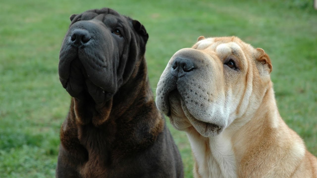 Are Shar Peis Rare