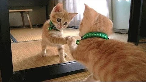 Cosa pensano i gatti quando si guardano allo specchio?