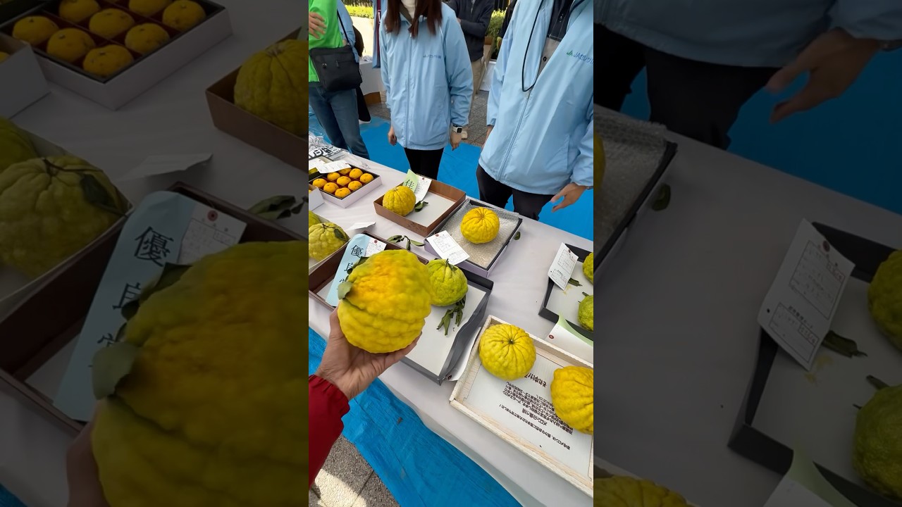 Yuzu fruit in Japan | Kawasaki, Tokyo | Big Lemon