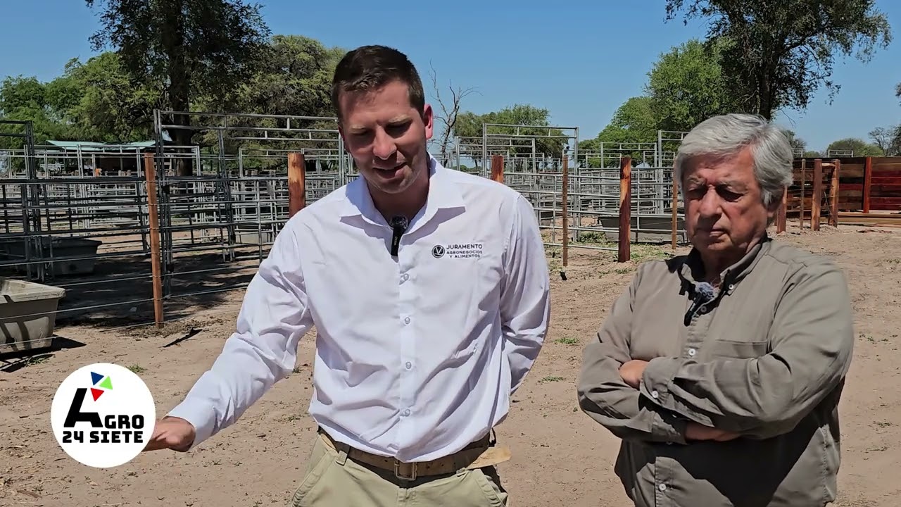 Primer remate anual de Cabaña Juramento: genética Brangus y Braford de primer nivel