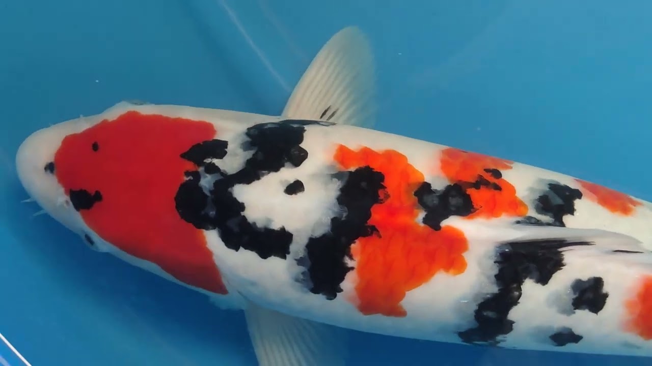 Sanke Nisai Sakai Company Limited