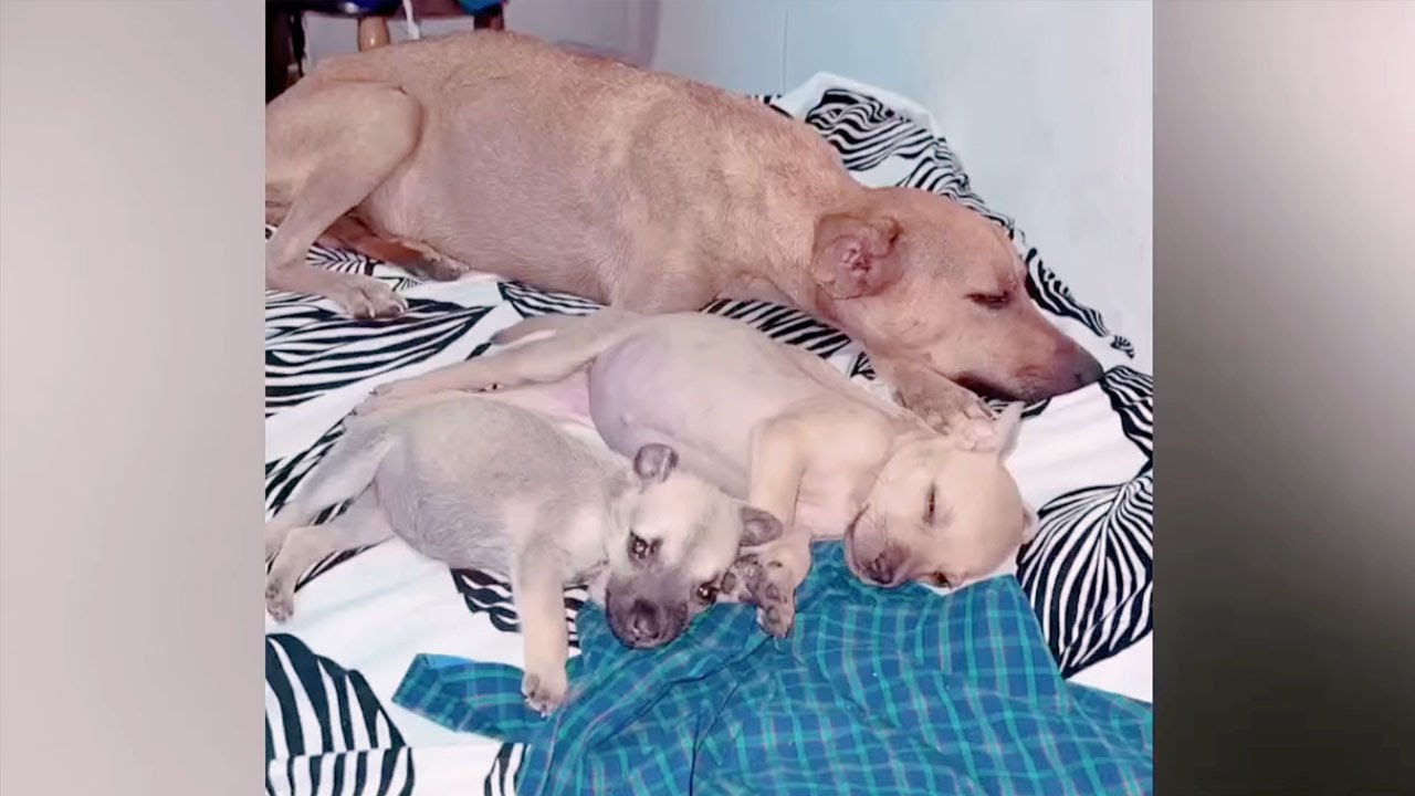 The mother dog and her puppies were covered in ticks. She cried and ...