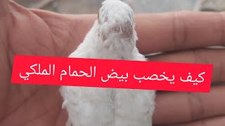 كيفية تخصيب بيض الحمام الملكي وعن تجربة