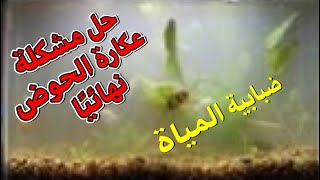 حل مشكلة - ضبابية المياة لاحواض اسماك الزينة