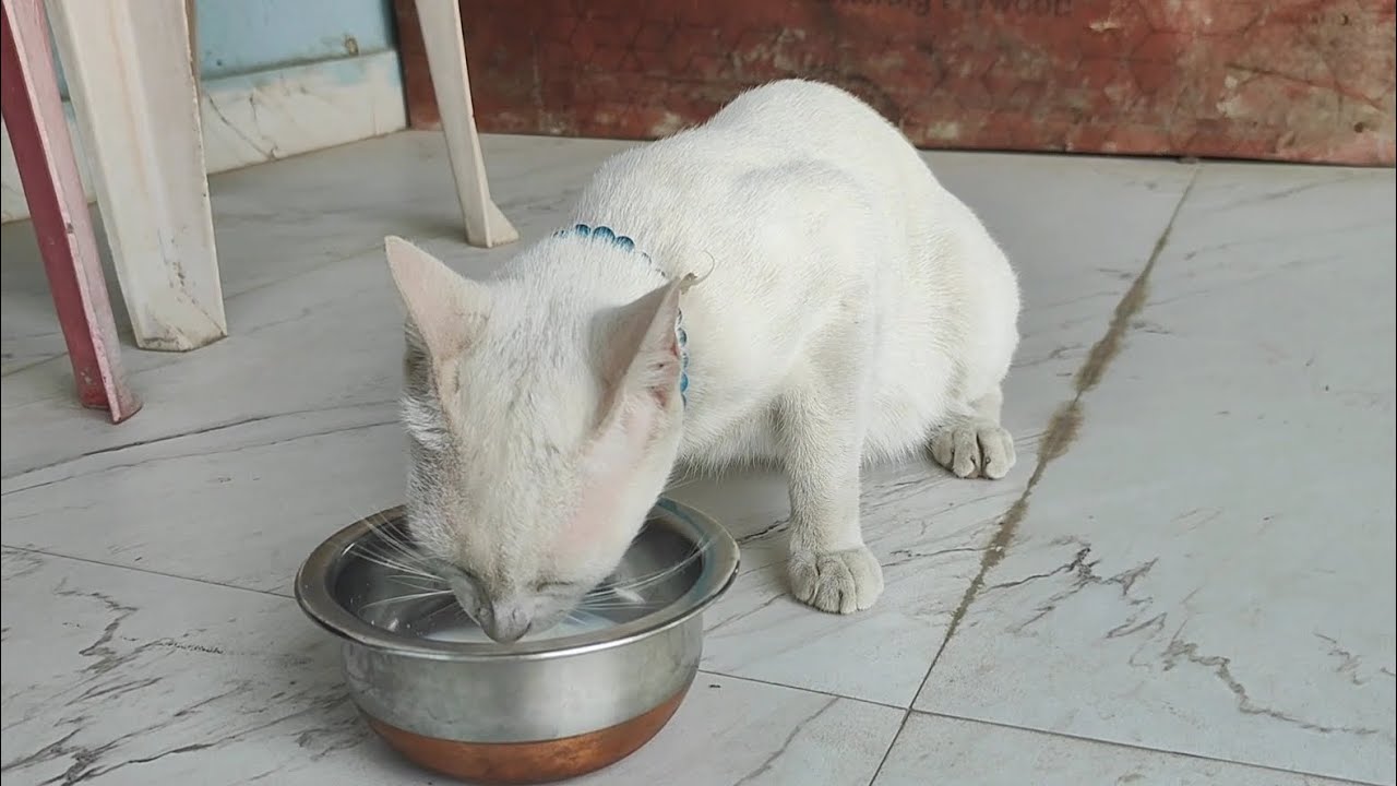 Meow milk pi rahi hai🐱| new cat video | cute cat video 