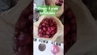 Onion for Srilanka 45mm to 65/70mm