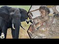 ELEPHANT VS HUMAN - Who will win this battle?
