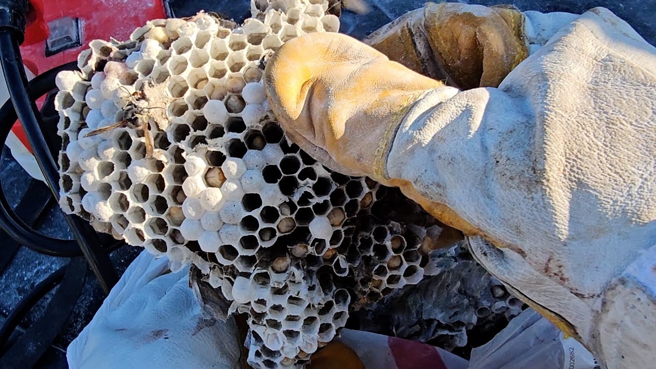 Electrifying Bald Faced Hornets removal