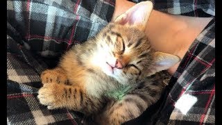 LITTLE KITTEN IS SO TIRED! by Luxury Savannahs 11,563 views 5 years ago 2 minutes, 25 seconds