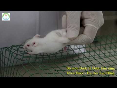 Video SC kỹ thuật tiêm dưới da - thực hành trên chuột - youtube