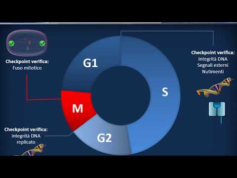 Video: Differenza Tra Ciclo Cellulare Specifico E Ciclo Cellulare Non Specifico