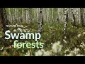 Swamp forests