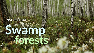 Swamp forests