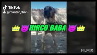 Baba Hırço Slayt Elazig Kangal Ve Anadolu Boz Çoban