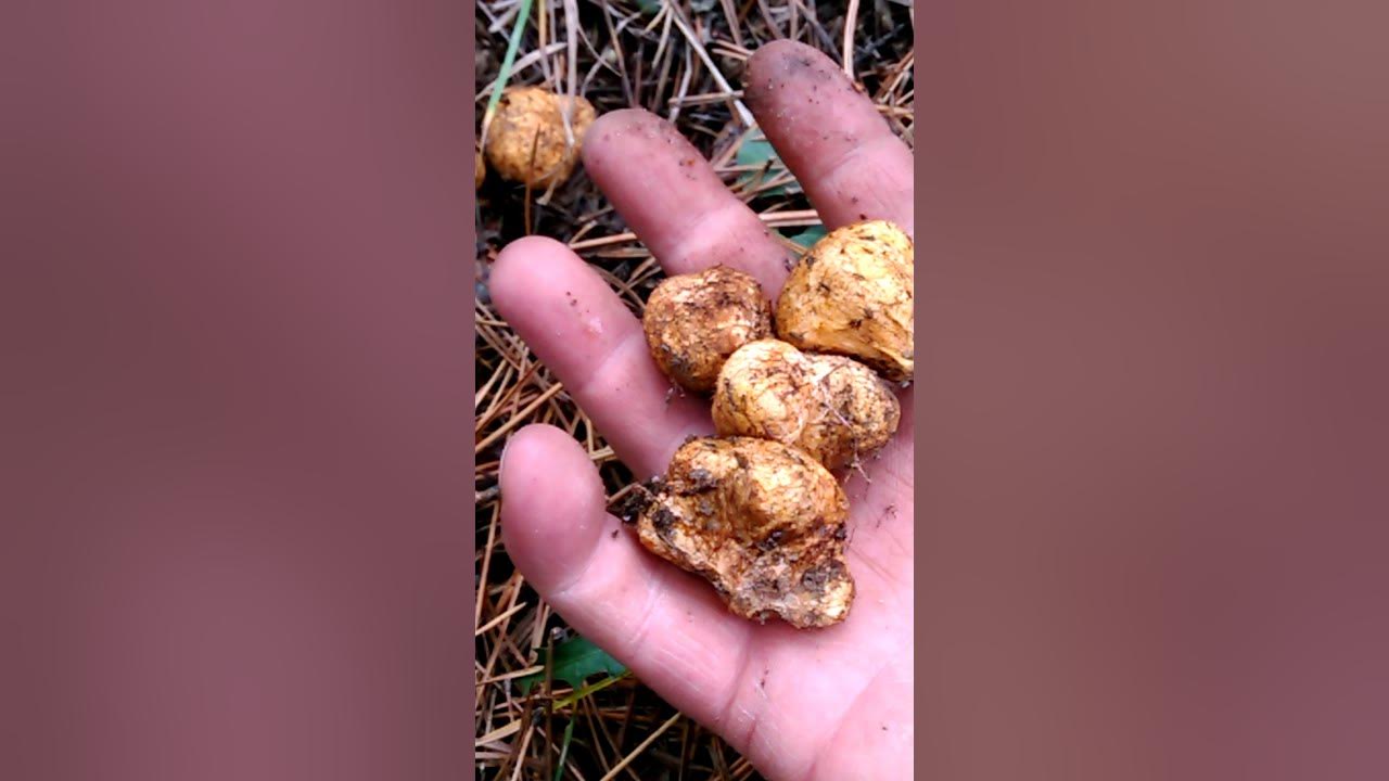 Truffles 2 (ქართული ტრიუფელი) YouTube