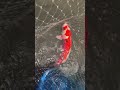 この魚普通じゃない #あらかわちゃんねる