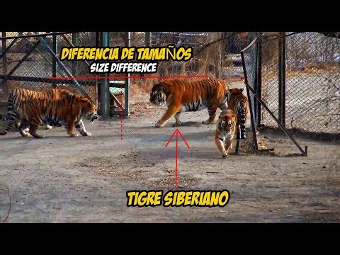 Video: ¿Cuál es el tigre siberiano o el de bengala más grande?