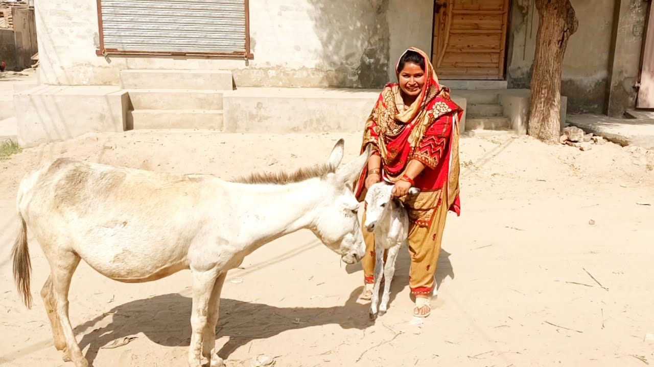 Very Funny Small Donkey Riding|Desi Rang Mehvish ke Sang