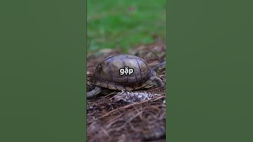 Rùa hộp trán vàng đang bi đe dọa hãy chung tay bảo vệ loài quý hiếm này