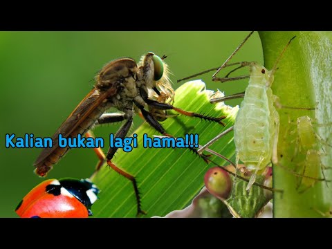 Video: Juni kumbang - hama yang memulai aktivitasnya saat masih larva