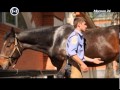"Познавательный фильм": московская конная полиция