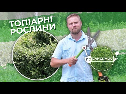 Топіарні рослини | По копаному | Випуск 4