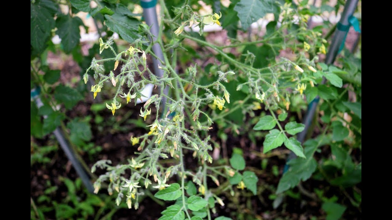 Tomato Plants to the MOON! YouTube
