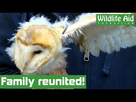 angry-baby-barn-owl-reunited-with-his-parents!
