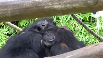 Chimpanzee Marina's family grooming at Tama Zoo Part 2/2