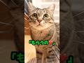 お返事猫「もらうの❤️」可愛すぎるピノちゃま #猫 #保護猫 #かわいい猫