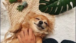 All id Do Anything For You Pet Smart Ads