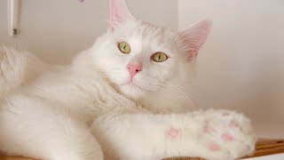 Peepen the Cute Cats in the Cat Cafe